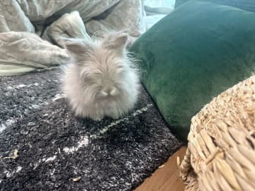 「世界救える」「可愛すぎ」　コタツの周りを駆け回る〝謎の毛玉生物〟に5.2万人もん絶