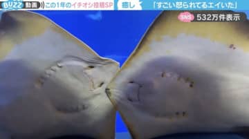 「すごい怒られてるエイいた」水族館で遭遇した“お説教シーン”に「上司とやらかした部下w」「思った2倍くらい怒られてて草」