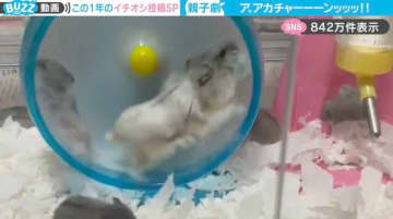 「ア、アカチャーーーンッッ！」親子ハムスターの“ドタバタ劇”が、SNSで840万件表示！「忙しすぎるｗかわいい！」「子ハムよ、強く育ってね」