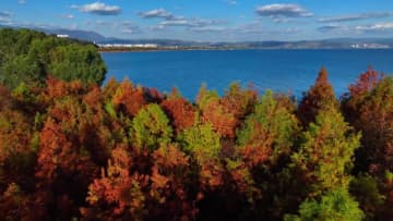 冬の撫仙湖と色づくメタセコイア　中国雲南省玉渓市