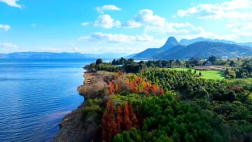 冬の撫仙湖と色づくメタセコイア　中国雲南省玉渓市