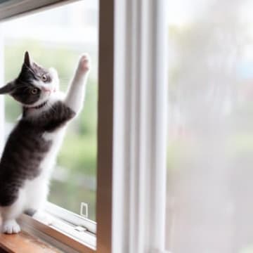 猫を事故死させかねない『室内のNG環境』3つ　愛猫の命を守るために改善すべきポイント