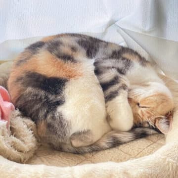「冬の猫、よく眠ります」冬モードの猫に合わせたお世話に切り替えて