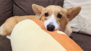 「まだ眠いよ～」朝に弱いコーギーが起こされた瞬間の姿が話題！うつろな瞳で二度寝する様子に「もうワンちゃんじゃなくて人」【激かわアニマル奇跡の瞬間 年末スペシャル コーギーDAY】