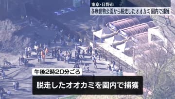【速報】多摩動物公園で脱走したオオカミ　園内で捕獲　東京・日野市