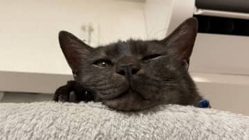 「猫やめた？」お留守番で待ちくたびれたにゃんこの姿が話題！まるで人間な貫禄あるポーズに「その格好はずるい」激かわアニマル奇跡の瞬間 年末スペシャル にゃんこ一気見せ！】