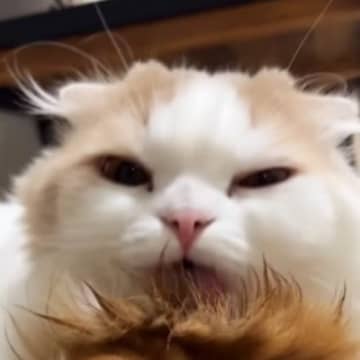 スタイリングするかのように『同居猫の頭を丁寧に毛づくろいする猫』…思わず笑う『可愛すぎる光景』が48万再生「予約したいｗ」「表情がｗ」