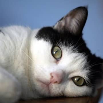 『めったに怒らない猫』が抱えている本音4つ　考えられる理由からイライラしているサインまで