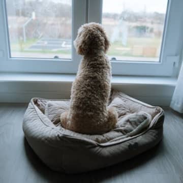 犬が飼い主に『冷たい対応』をする心理5つ　塩対応の理由や良好な関係を築くための秘訣まで