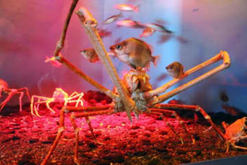 八景島「深海生物まつり」関東最大級500点以上を展示