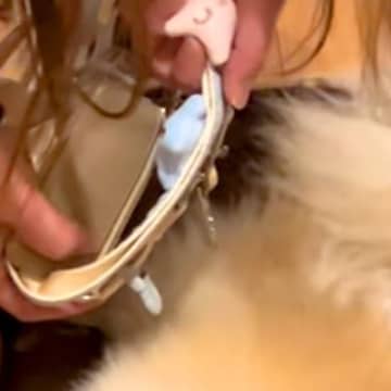 絶対に散歩に行きたくない犬が『必死に隠れようとした』結果→まさかの『バレバレすぎる隠れ方』に爆笑「超可愛い」「見えてないから見えてない」