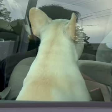 車でお留守番する犬→すぐに戻った結果…気付いた瞬間に見せた『動揺する表情』が面白すぎると51万再生「目が点で草」「人間そっくりｗｗ」