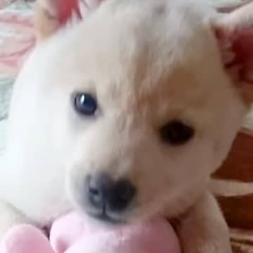 『豆柴サイズ』と思っていた柴犬→大切に育てた結果、4年後…思っていたのと全然違う『まさかの成長』が188万再生「立派すぎて爆笑」「愛だ」