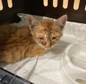 外で鳴き続けていた子猫との出会いから3年　家族を癒す“優しいお兄ちゃん”になっていた