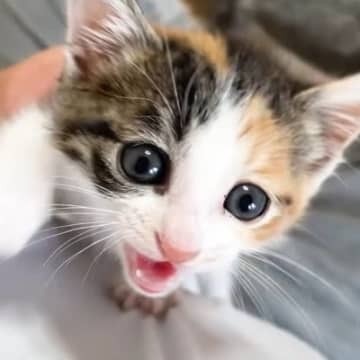 とっても甘えん坊になった保護子猫→駆け寄ってくると…たまらなくかわいい『まさかの行動』に「抗えないｗ」「メロメロになるね」と悶絶の声