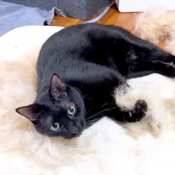 換毛期の犬をブラッシング→『抜けた毛』にネコが集まってきて…あまりにも『尊い光景』が話題「仕草が愛おしい」「白猫になろうとしてるｗ」