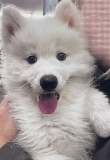 フレンドリーな性格のサモエド子犬→「こんなに変わるんだ！」と驚くほど成長した“猿期”を経て、1才になった現在は「宝物のような存在」に