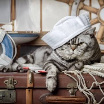 米国に初めてやってきた「飼い猫」は、16世紀の探検船に乗っていた親子だった？