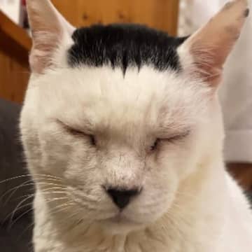 「まさに最強遺伝子」おにぎりのような柄のお父さん猫→生まれた子どもを見ると…423万再生された『まさかの光景』に「DNAってすごい」