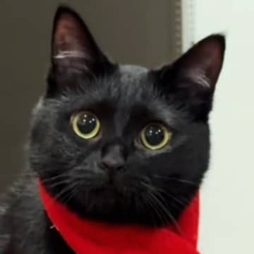 寒さ対策万全な黒猫→『首に巻かれているもの』を見ると……尊い光景に「可愛すぎて変な声出た」「赤がよく似合ってる」とSNSで反響