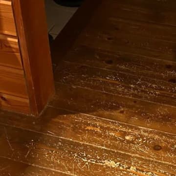 トイレに行こうとしたら、２匹の猫が…まるで『守り神』のような光景に４万いいね「ナデナデするのだ」「同時に倒さないといけないボス」