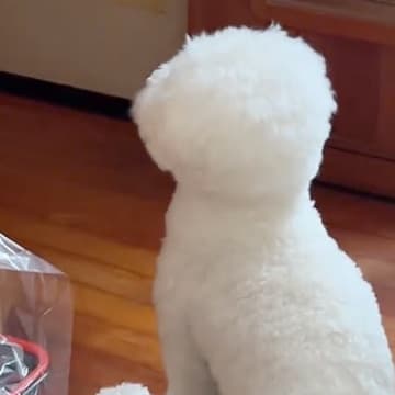 ドアの前で『ママの帰り』を待つ犬→ようやく帰ってきて…あまりにも尊い後ろ姿と『6時間ぶりの再会の瞬間』が話題「愛おしいね」