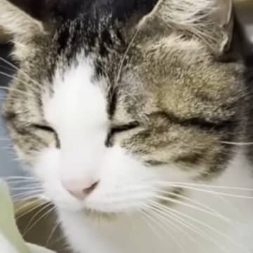 娘を起こしに行った猫→むくりと起きた瞬間…二度寝を『物理的』に妨害するまさかの行動に「人間には厳しいｗ」「笑った」と笑顔になる人が続出