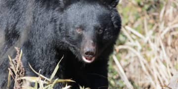 「今年の漢字」にも選ばれた「熊」なぜ突如“人間の脅威”に？   1年の騒動振り返りで検証する、元凶と対策