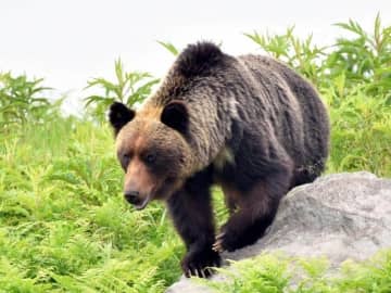 クマによる死亡事故発生でも「人が死ねばいい」「なぜ駆除する」　事故のあった自治体に聞く「問い合わせ」の実情