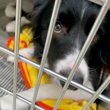 『3度も飼い主がいなくなった犬』愛情込めてお世話した結果→感動が止まらない『素敵なエピソード』が話題「いい顔してる」「幸せに」