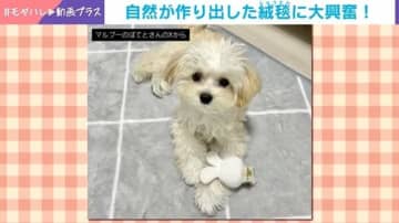 マルプーが自然の絨毯に大興奮！猛スピードで駆け回る姿に「スピードがすごい」と反響