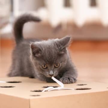 猫を夢中にさせる『0円おもちゃ』5選　安全な作り方のポイントまでご紹介