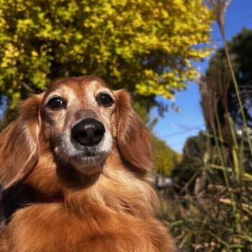 シニア犬が冬に気をつけたい病気は？ 高齢犬の健康管理で気を付けること