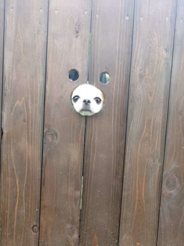 犬用フォトスポットに小顔わんこが入ったら...　まさかの光景に11万人もん絶「むしろ最高」