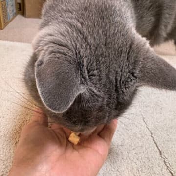 愛猫との距離が縮まる　「ハンドフィード」が役立つ7つのシーン