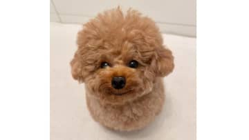 トイ・プードルの“おしゃべり動画”が話題！耳ぴょこぴょこわんこに「いいねが押し足りない！」「可愛すぎてたまらん！」【激かわアニマル奇跡の瞬間 年末スペシャル プードルDAY】