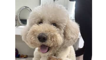 「よし！はまだでしょうか？」ご飯タイムのプードルが切ない表情が話題！健気に飼い主に訴える困り顔に「なんとも言えなくて可愛い」【激かわアニマル奇跡の瞬間 年末スペシャル プードルDAY】