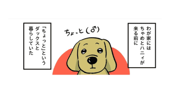 わが家のダックスフントは下半身麻痺。楽しく過ごして、気づけば上半身が…【小林一家は今日も「ま、いっか！」 #15】