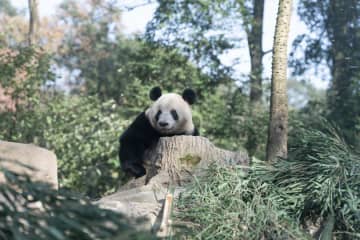 パンダのシャンシャンが隠れんぼ　中国四川省