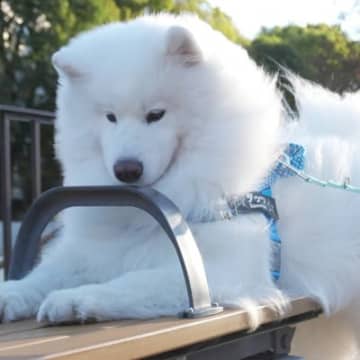 どうしても『ベンチの隙間』が気になるサモエド犬→無謀な挑戦をして…まさかの表情に18万いいね集まる「絶対自分のこと子犬だと思ってるｗ」