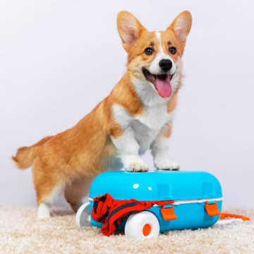 犬を他人に預ける時にすべき事前準備とは？預ける相手への配慮や愛犬に安心してもらうためにできることまで