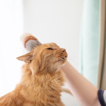 猫が『ブラッシング』を避けたがる理由3つ　嫌がるときの対処法からお手入れのコツまで