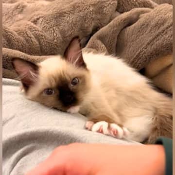 家に来て２日目の子猫→足にくっついてきて…とんでもなく尊い『健気な行動』が27万再生「甘え方が恋人みたい」「夜中なのに叫んでもうた」