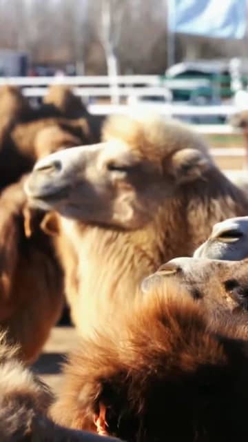 アルシャーで「ラクダリーグ」開幕　中国内モンゴル自治区