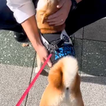 『おまわりさん』が大好きな犬→散歩中に交番の前を通った結果、警察官が…あまりにも尊い光景が13万再生「平和の象徴」「羨ましすぎる」