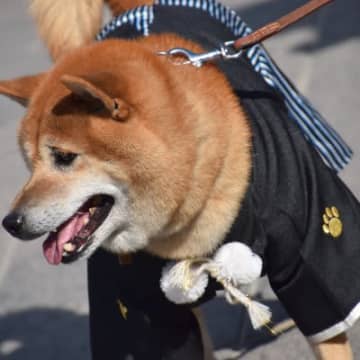 愛犬と『初詣』必ず知っておくべき4つのマナー　トラブルに対する備えや注意点まで解説