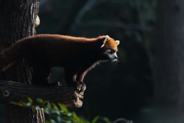 上海市、レッサーパンダ2頭を台北動物園に贈呈