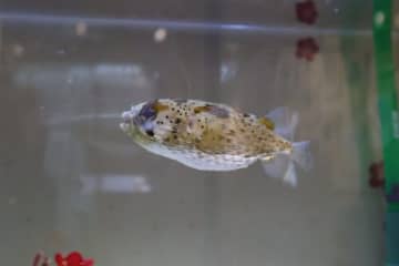 “うま”すぎる魚を紹介　四国水族館で干支イベント