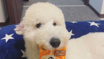 思わずクセになる！？「盗撮してたら…」飼い主と遊びたいわんこの“そろりそろり”な姿が話題！神妙な面持ちとブレない体勢に「ちょっとホラー感あるのなぜ笑」【激かわアニマル奇跡の瞬間 年末スペシャル プードルDAY】