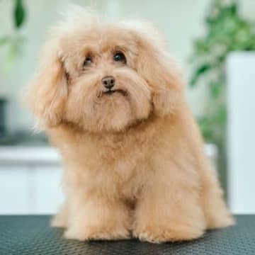 モッサリした『ボサボサのトイプードル』をトリミング→想像を超える『大変身』に37万再生の反響「ぬいぐるみみたい」「顔がタイプすぎる」